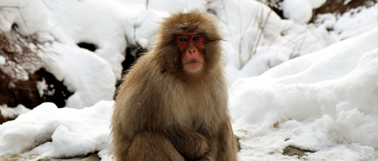 Can I Leave my Solar Lights out in the Winter?