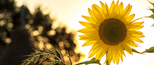 Do Solar Lights Need Sunlight or Just Daylight?